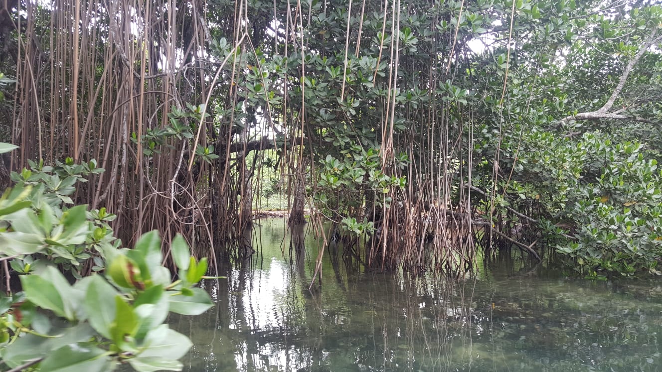 Mangroves in Vanuatu