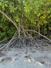 Mangroves