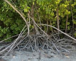 Mangroves